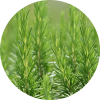 Spanish Rosemary
