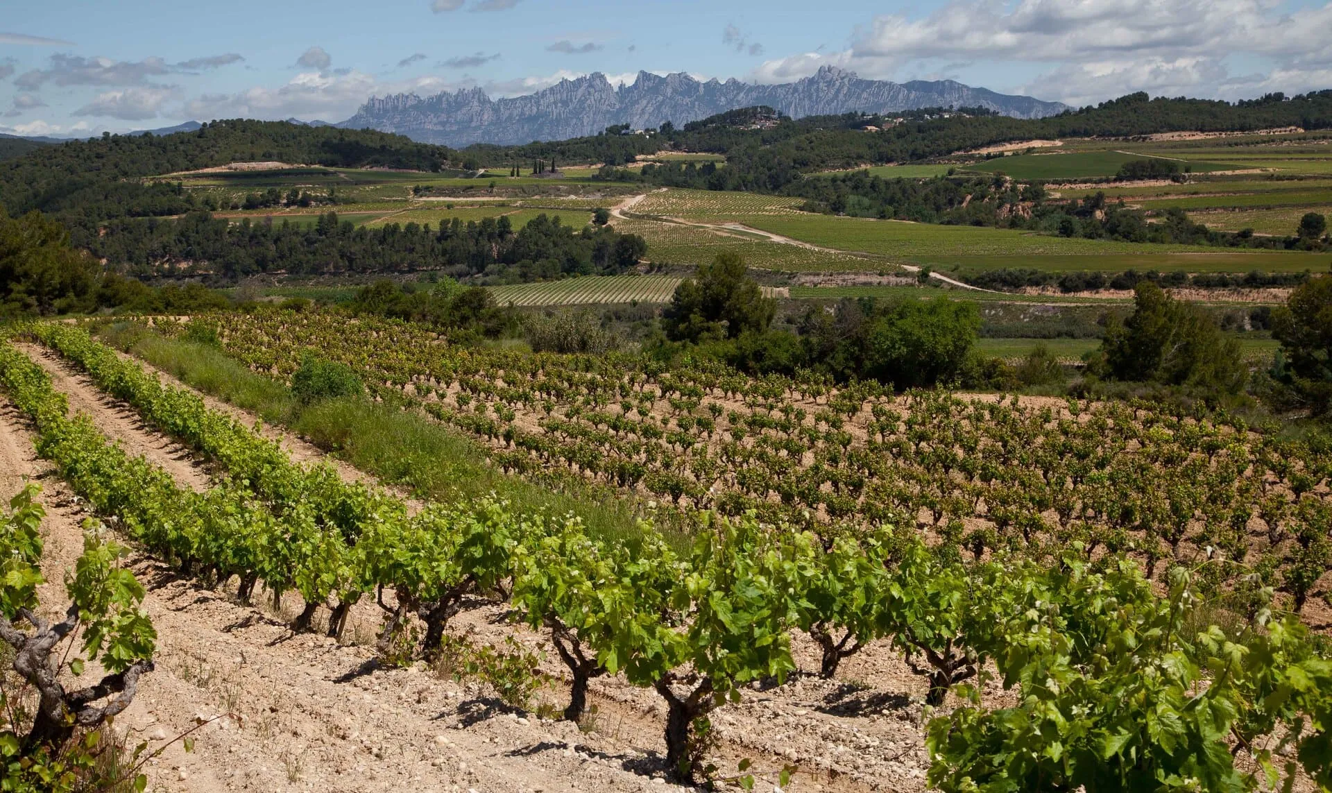 Entdecke die Welt von Freixenet