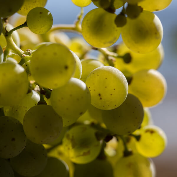 Young grapes with forming seeds visible inside.