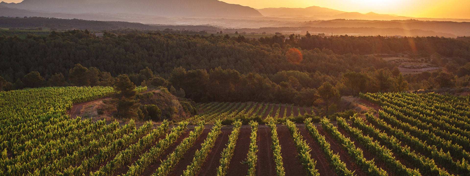 Drone winery shot from above and across the vines over to farmland and a setting sun.