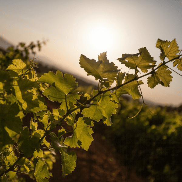 A grape vine against the sky.