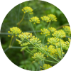 Fenouil