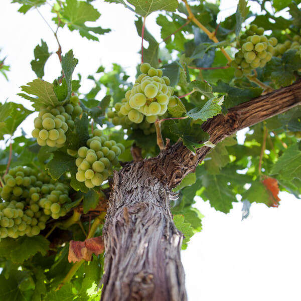 Grapes shot from below, still on the vine.