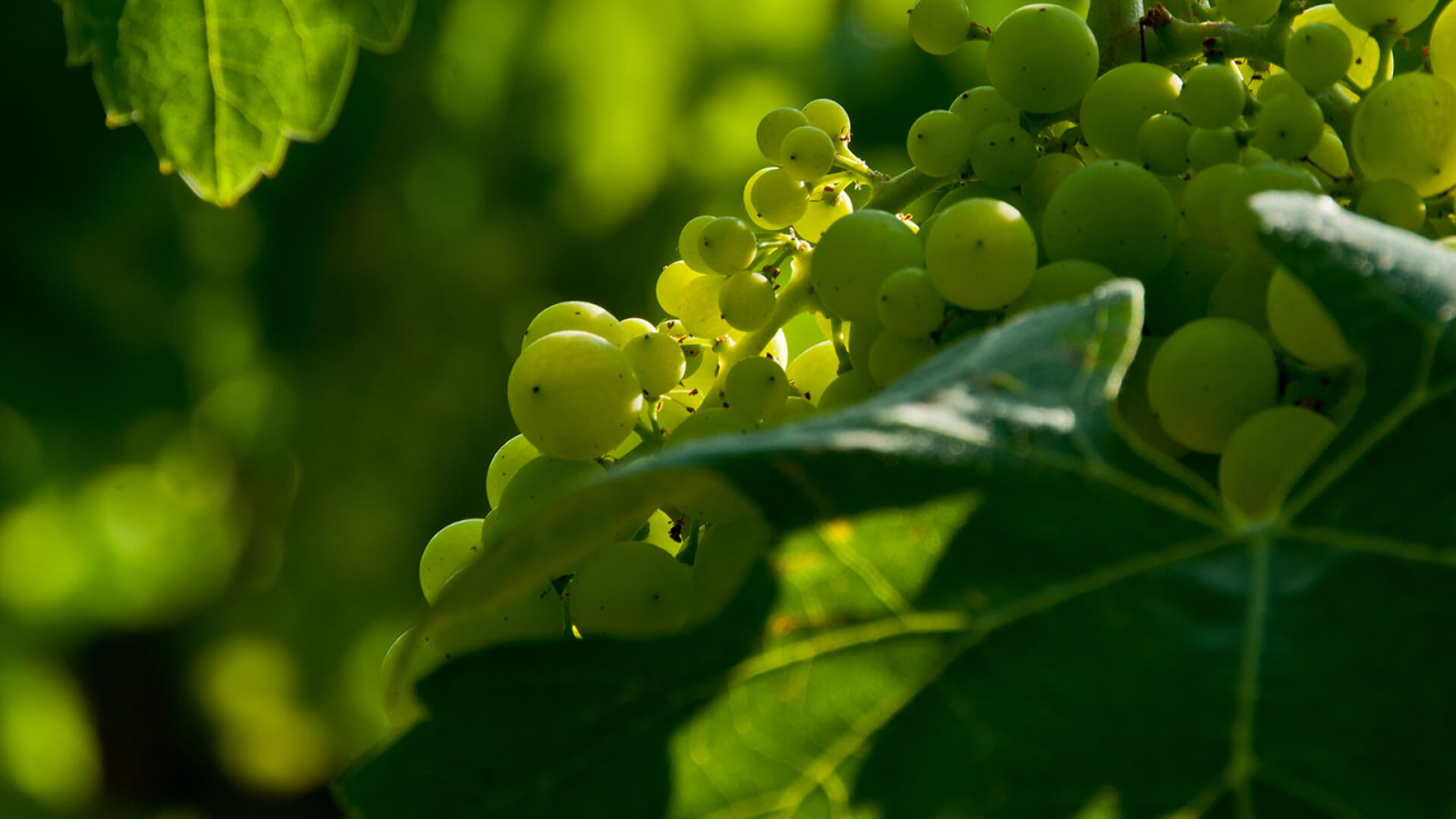 Young grapes still on the vine.