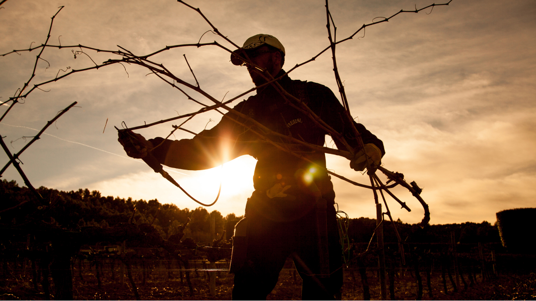 A person backlit at dusk pruning vines.