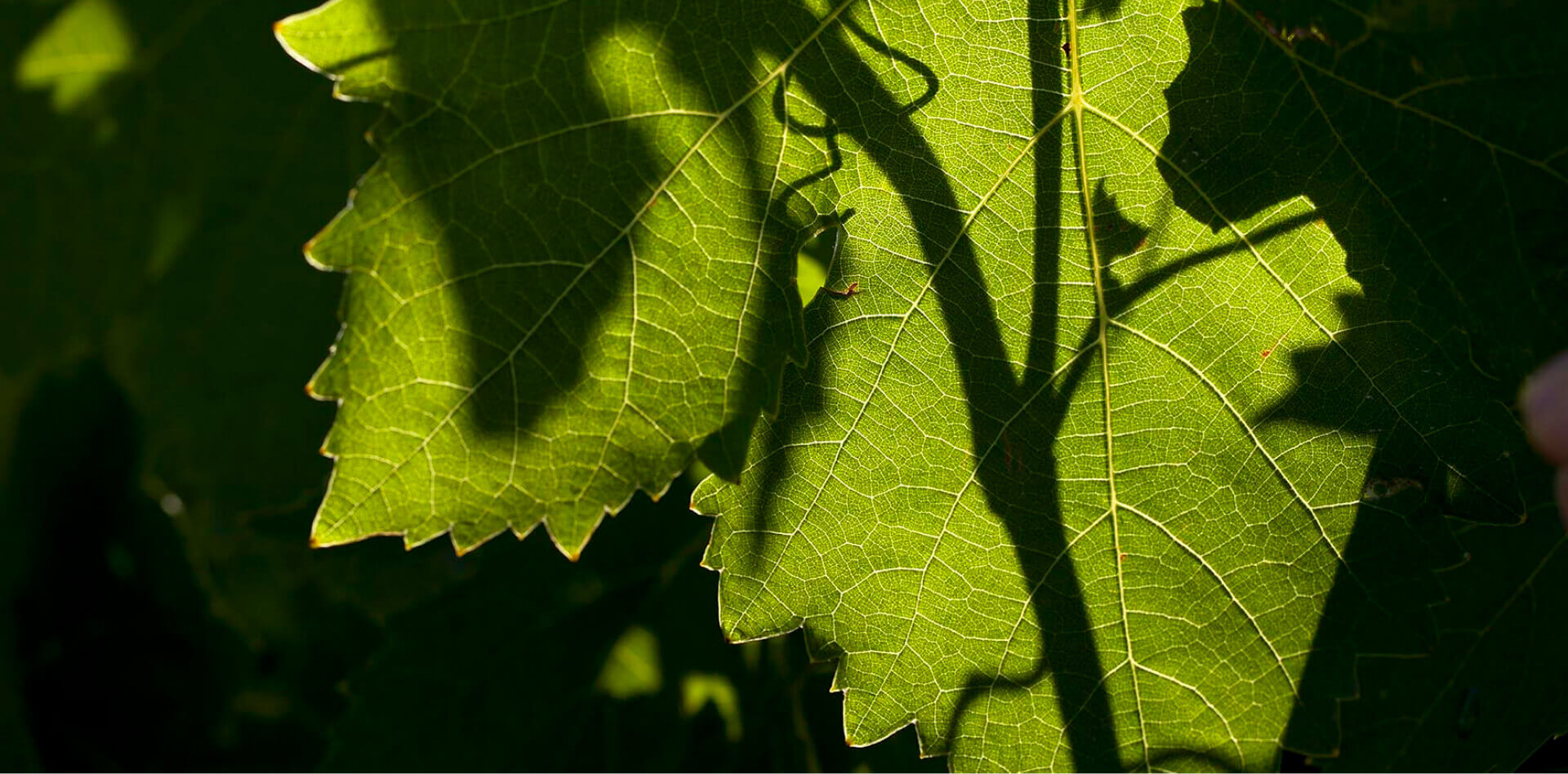 A grape leaf with shadows of stems and grape vine tendrils.