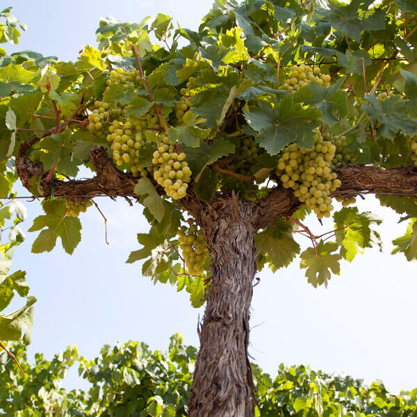 Heavily-laden grape vine.