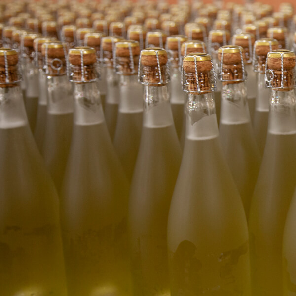 Bottles ready for disgorgement, with their necks frozen.