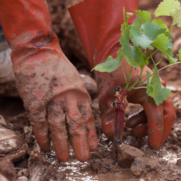 Gloved hands tending a grape vine.