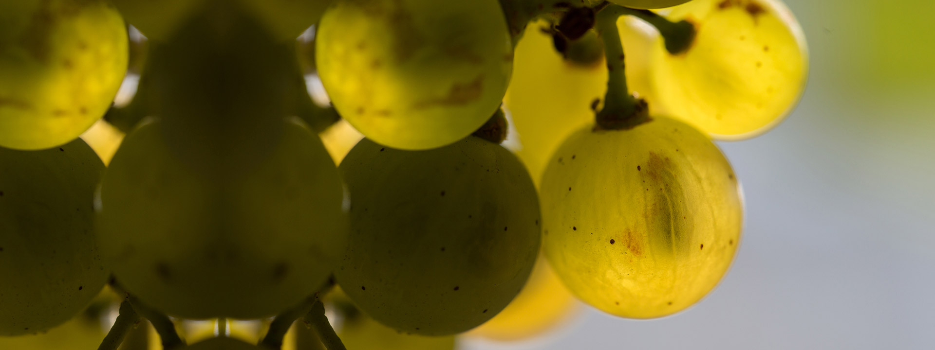 Up close view of young grapes with their seeds visible through the fruit.