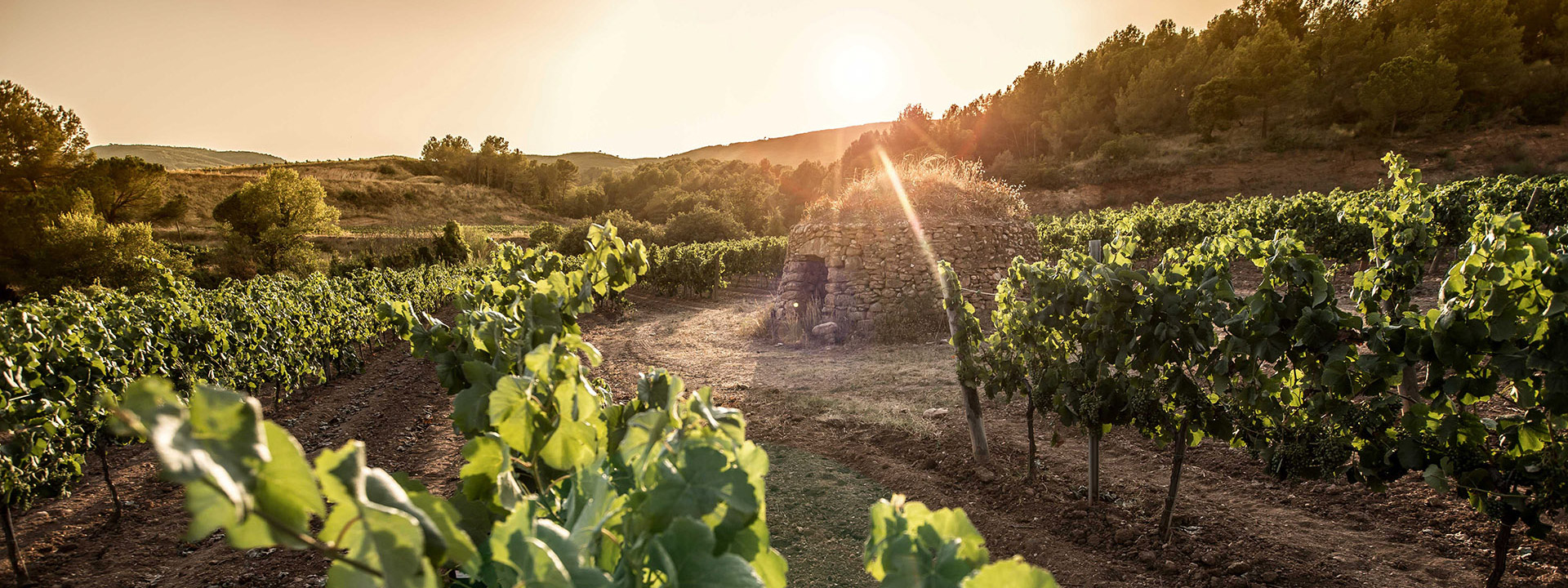 Sunrise at a vineyard, with rays of light appearing from behind the mountains, illuminating the grapevines. 