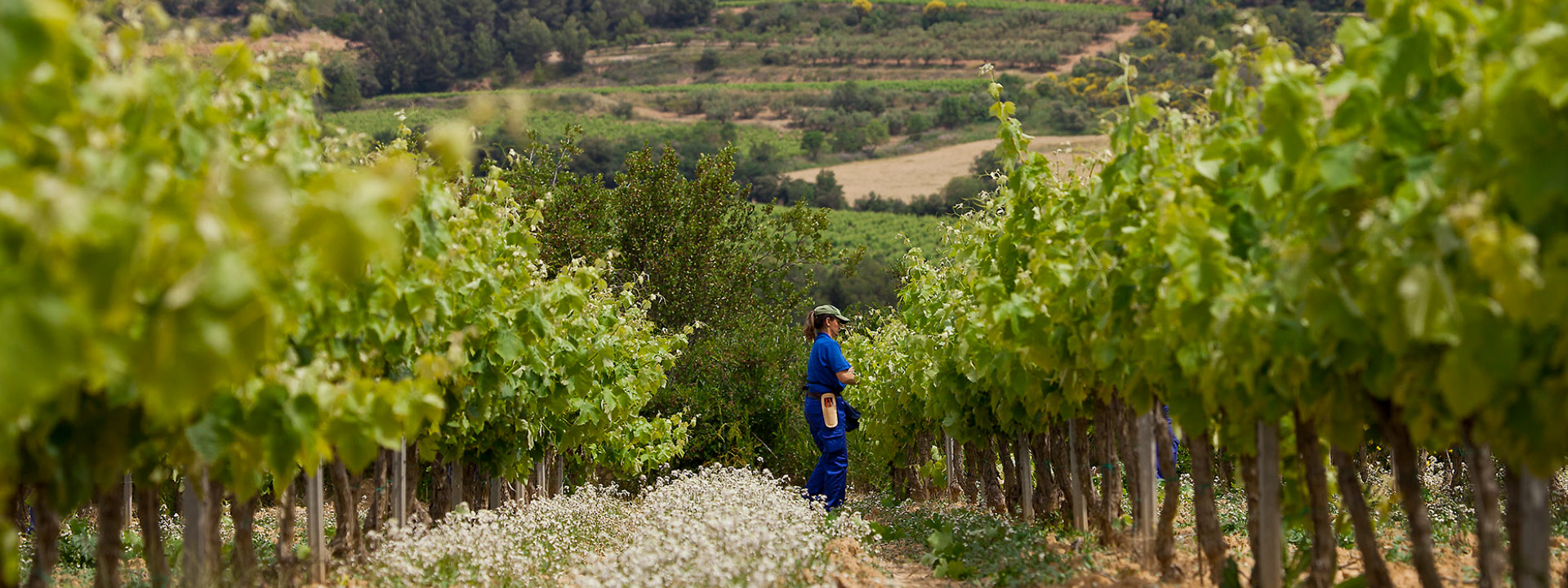 Grapevines with vineyards and mountains behind with a woman in a blue coverall picking grapes in the foreground.